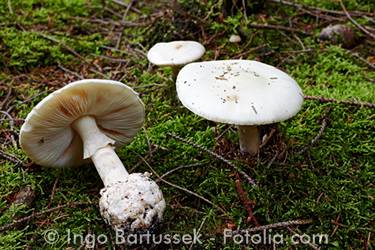 Frühlingsknollenblätterpilz Amanita verna