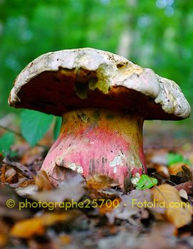 Satanspilz Boletus satanas