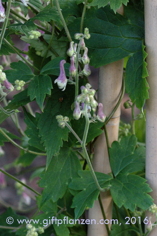 Weivioletter Eisenhut (Aconitum albo-violaceum)