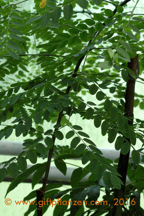 Roter Sandelholzbaum Adenanthera pavonina