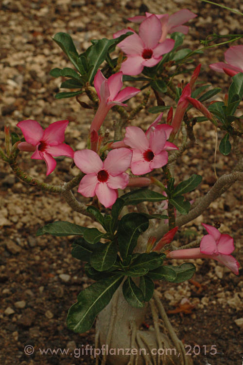 Swaziland-Wüstenrose (Adenium swazicum)