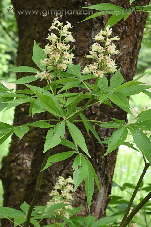 Ohio-Rokastanie (Aesculus glabra)