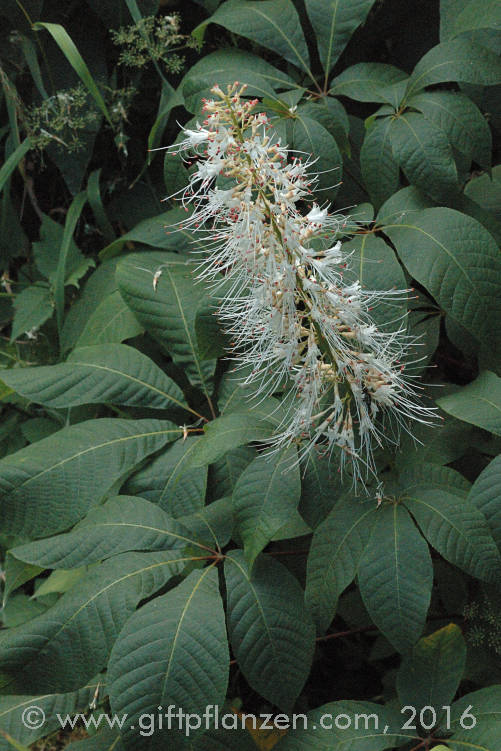 Strauchkastanie (Aesculus parviflora)