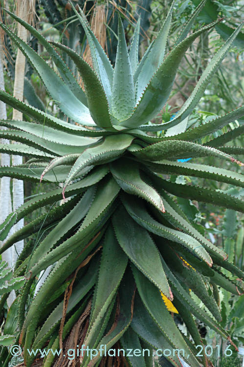 Aloe