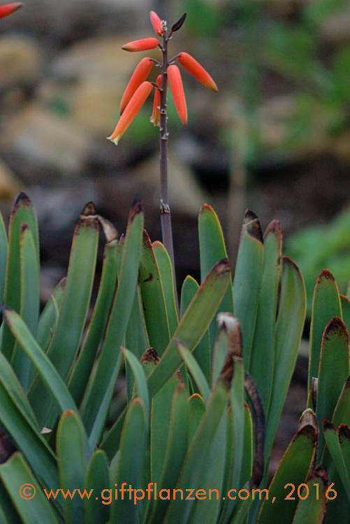 Fcheraloe Aloe plicatilis