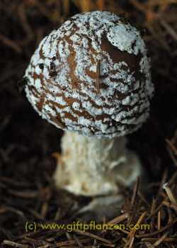 Pantherpilz