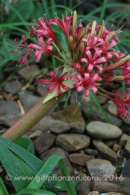 Karoo-Lilie Ammocharis coranica