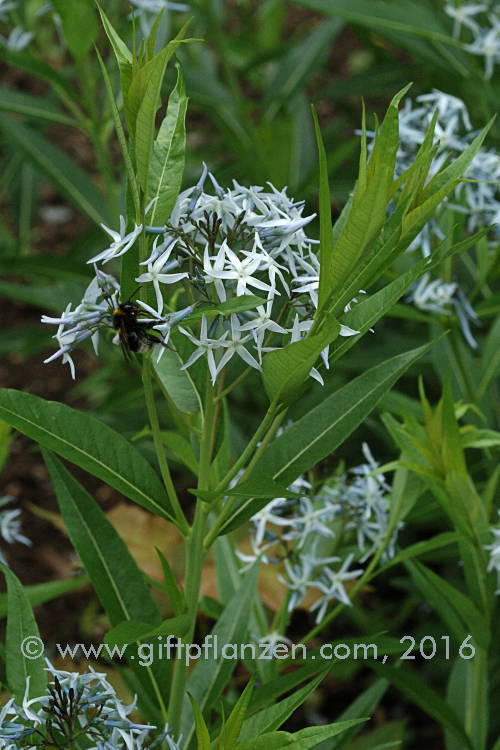 Amerikanischer Blaustern