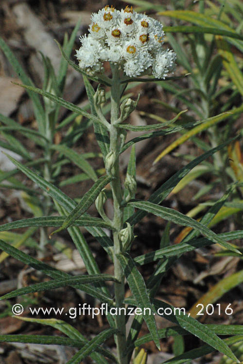 Perlkrbchen Anaphalis margaritacea