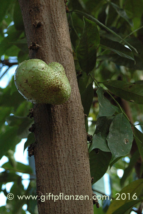 Annona muricata Sauersack