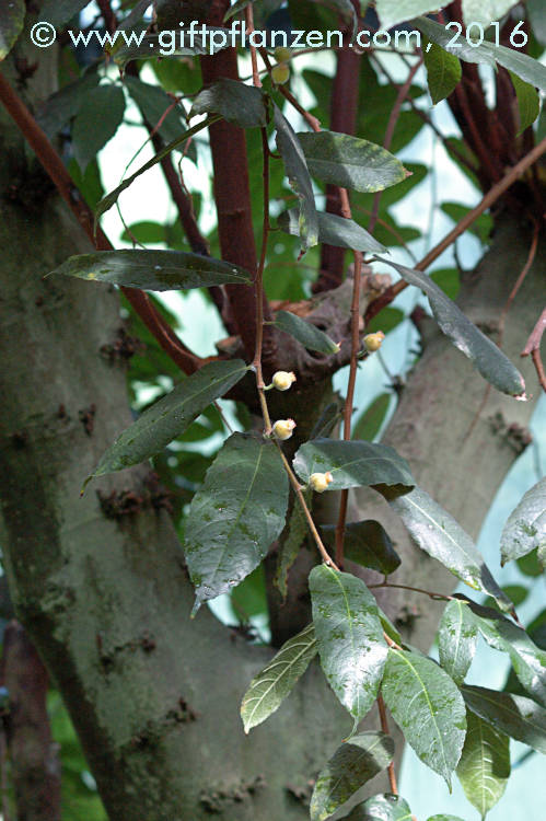 Upasbaum (Antiaris toxicaria)