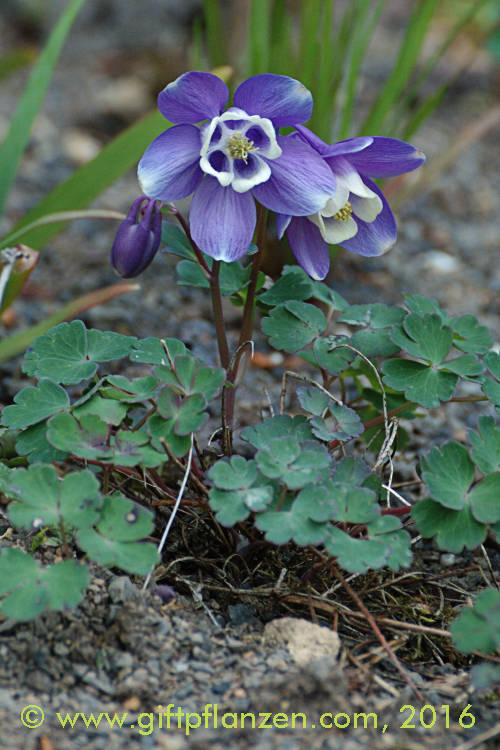 Aquilegia scopulorum Utah-Akelei