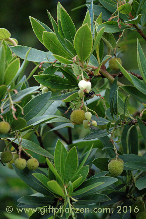 Westlicher Erdbeerbaum