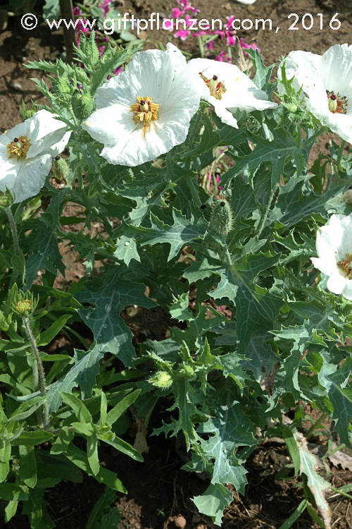 Grobltiger Stachelmohn