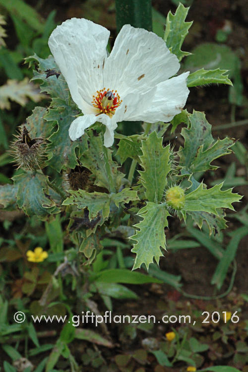 Breithorniger Stachelmohn