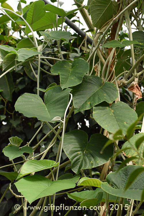 Argyreia nervosa Hawaiianische Holzrose