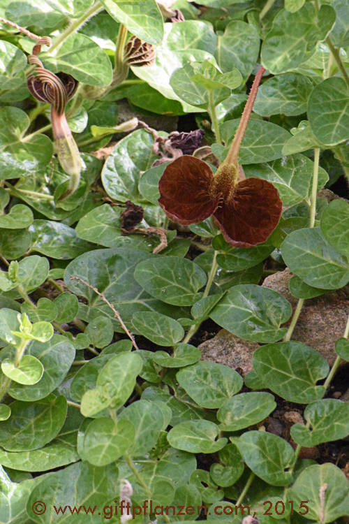 Lindnersche Pfeifenblume (Aristolochia lindneri)