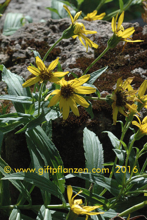 Sachalin-Wohlverleih Arnica sachalinensis