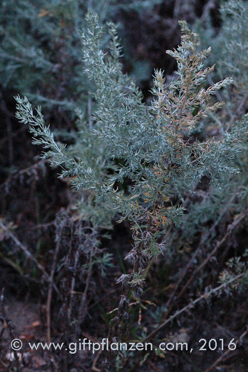 Artemisia maritima Strandbeifuß
