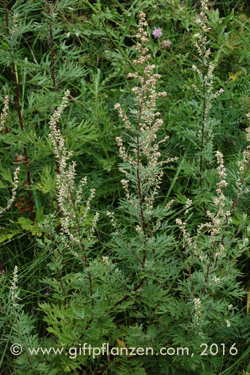 Gemeiner Beifuß Artemisia vulgaris