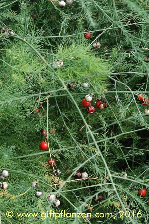 Spargel (Asparagus officinalis) im www