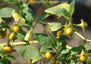 Atropa belladonna var. lutea