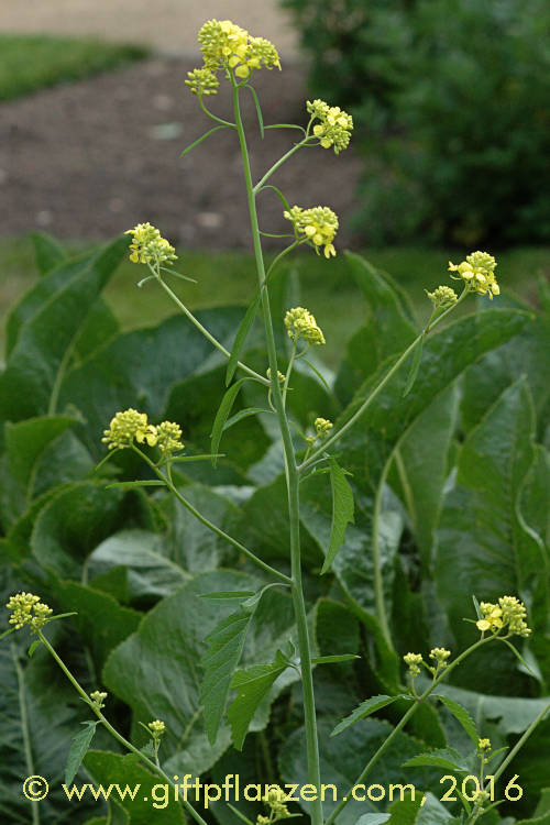 Schwarzer Senf Brassica nigra