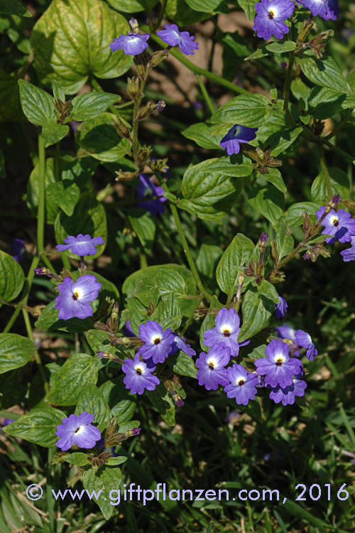 Blauglckchen Browallia grandiflora