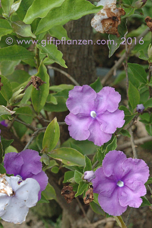 Gestern-Heute-Morgen-Pflanze