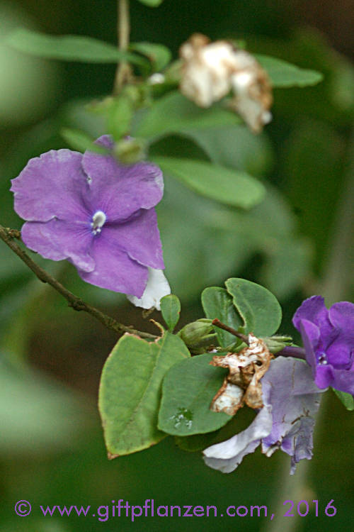 Brunfelsie