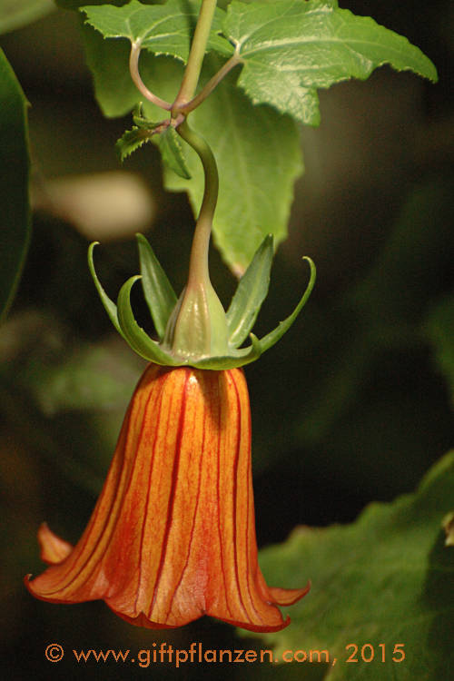 Kanarische Glockenblume (Canarina canariensis)