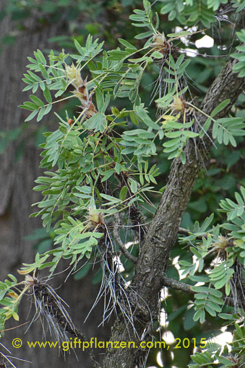 Mhnenerbsenstrauch (Caragana jubata)