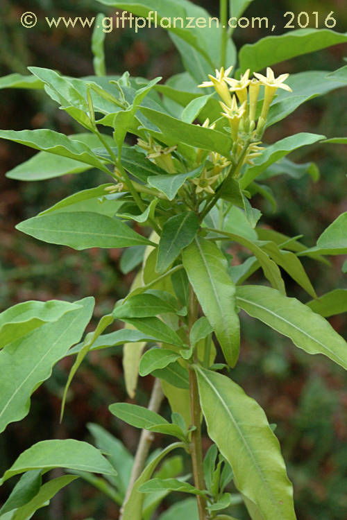 Chilenischer Hammerstrauch