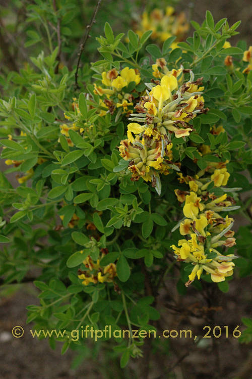 Chamaecytisus ratisbonensis Regensburger Zwergginster