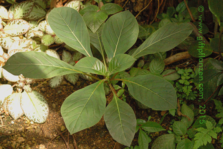 Echter Chinarindenbaum (Cinchona calisaya)