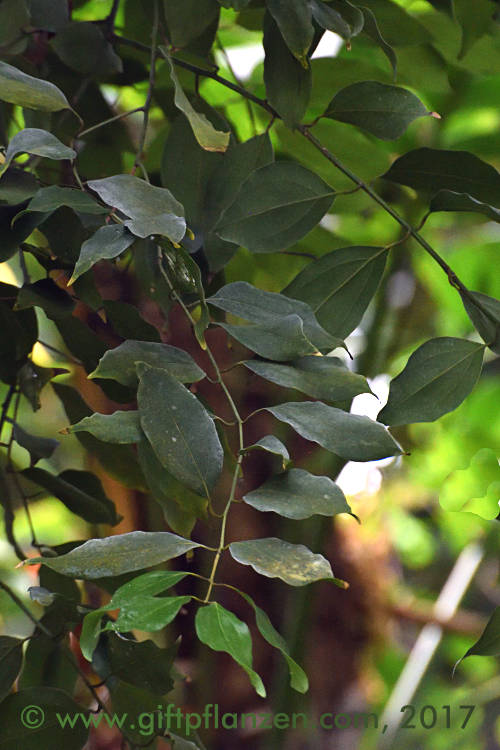 Chinesischer Zimt Zimtkassie (Cinnamomum cassia)