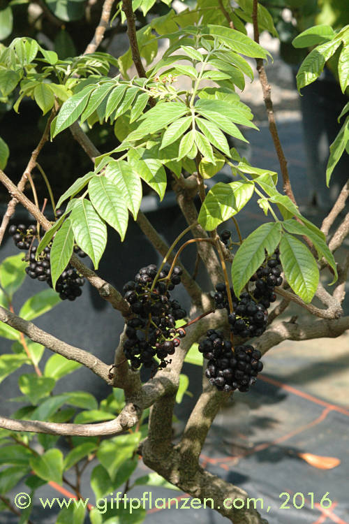 Pulippan (Cipadessa baccifera) im
