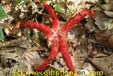 Tintenfischpilz (Clathrus archeri)