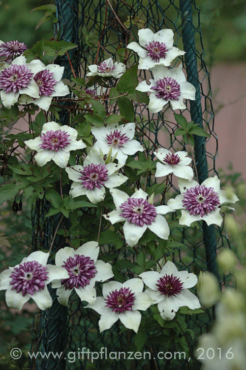 Reichbltige Waldrebe Clematis florida