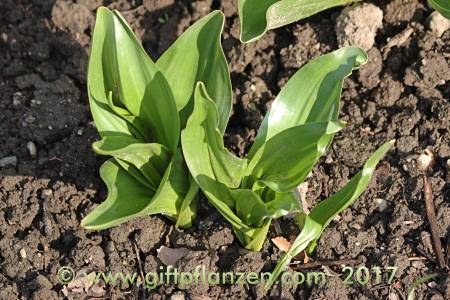 Herbstzeitlose (Colchicum autumnale), Blattwerk