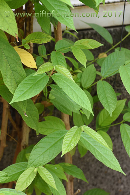 Rangunschlinger (Combretum indicum)