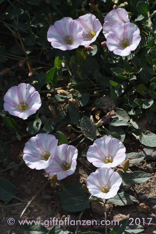 Ackerwinde Convolvulus arvensis