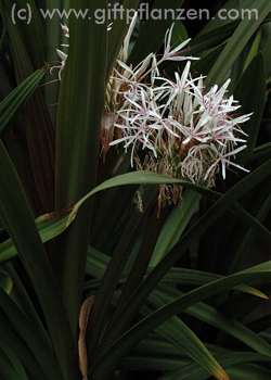 Gro&szlig;e Spinnenlilie Crinum asiaticum