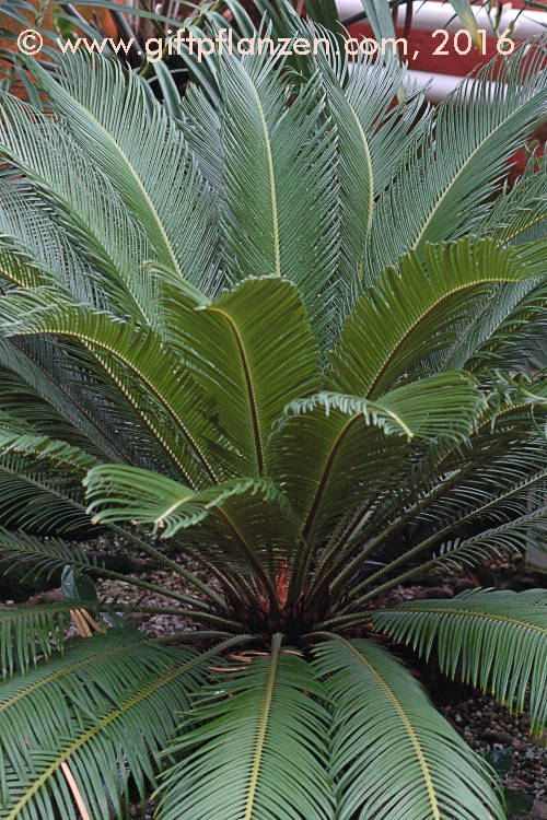 Eingerollter Palmfarn Cycas revoluta