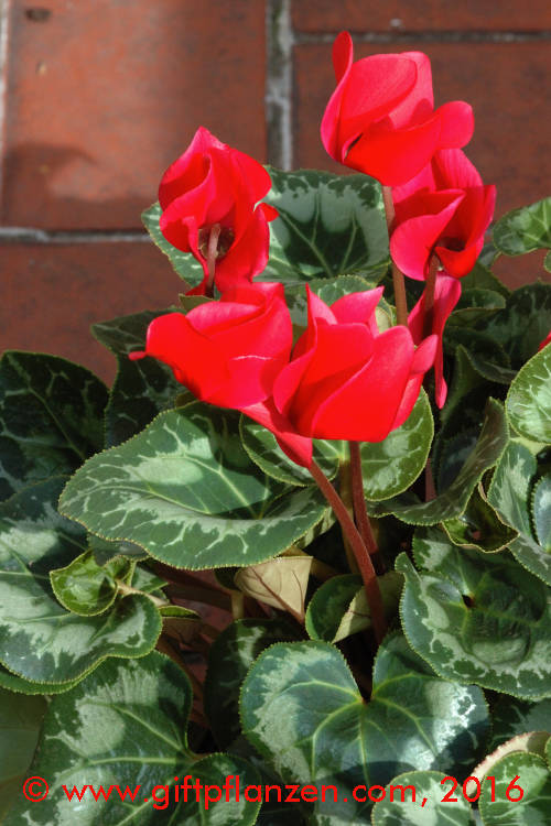 Persisches Alpenveilchen