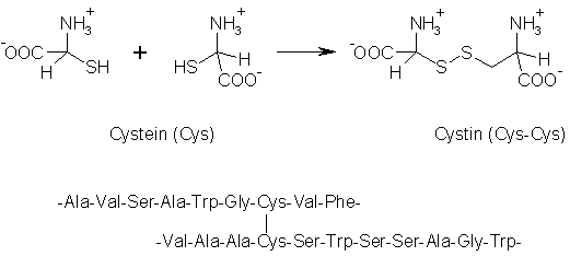 Cystein
und Cystin