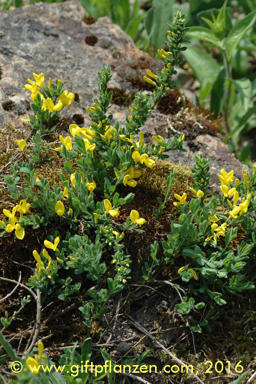 Niederliegender Geiklee Cytisus decumbens