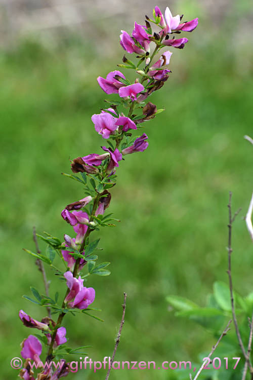 Rosenginster (Cytisus purpureus)