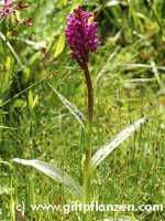 Geflecktes Knabenkraut