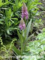 Breitblttriges Knabenkraut